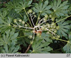 Fatsia japonica (fatsja japońska)