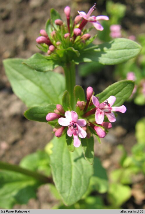 Valeriana cornucopiae