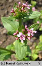 Valeriana cornucopiae