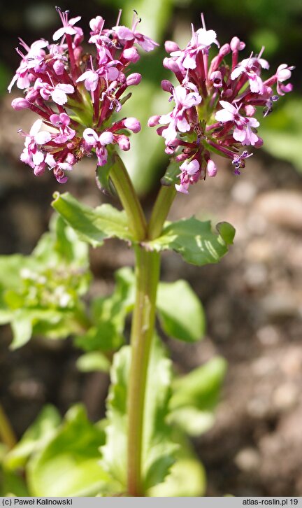 Valeriana cornucopiae