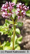 Valeriana cornucopiae