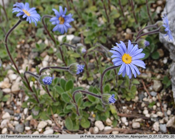 Felicia rosulata