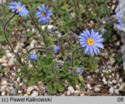 Felicia rosulata