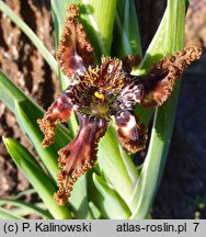 Ferraria crispa