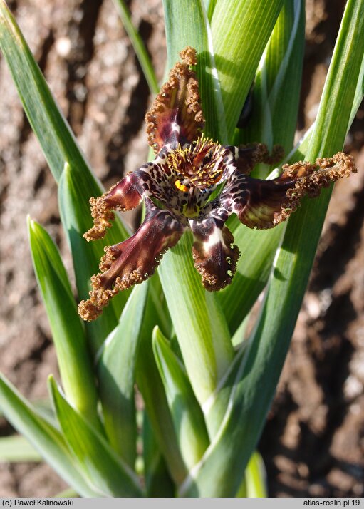 Ferraria crispa