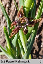 Ferraria crispa