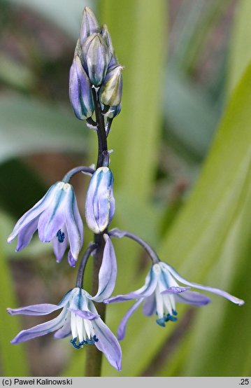 Fessia puschkinioides