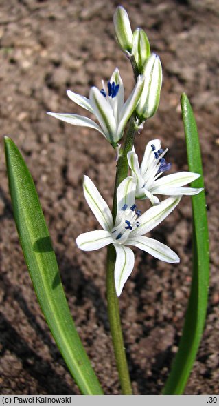 Fessia puschkinioides