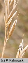 Festuca polesica (kostrzewa poleska)