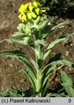 Fibigia clypeata (fibigia tarczowata)