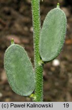 Fibigia clypeata (fibigia tarczowata)