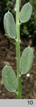 Fibigia clypeata (fibigia tarczowata)