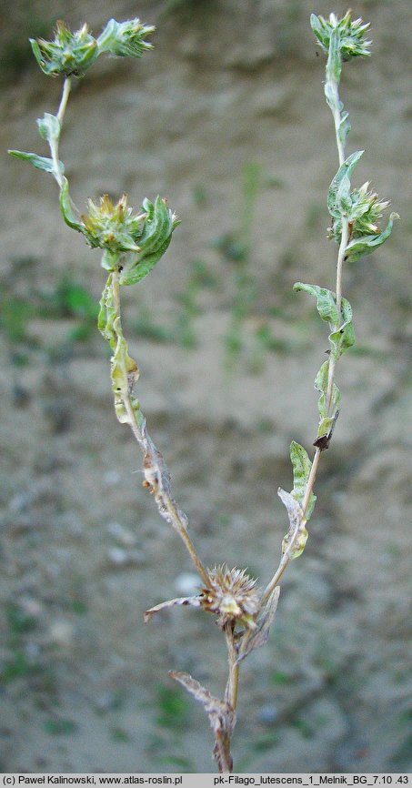 Filago lutescens (nicennica żółtawa)