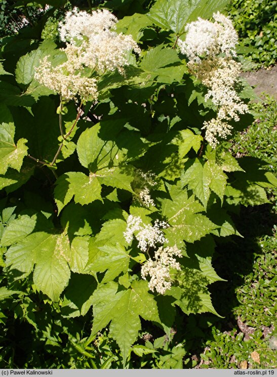 Filipendula camtschatica (wiązówka kamczacka)