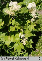 Filipendula camtschatica (wiązówka kamczacka)