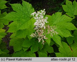 Filipendula camtschatica (wiązówka kamczacka)