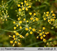 Foeniculum vulgare (fenkuł włoski)