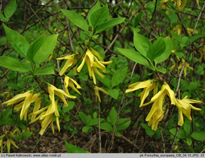 Forsythia europaea (forsycja europejska)