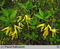 Forsythia europaea (forsycja europejska)