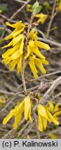 Forsythia europaea (forsycja europejska)