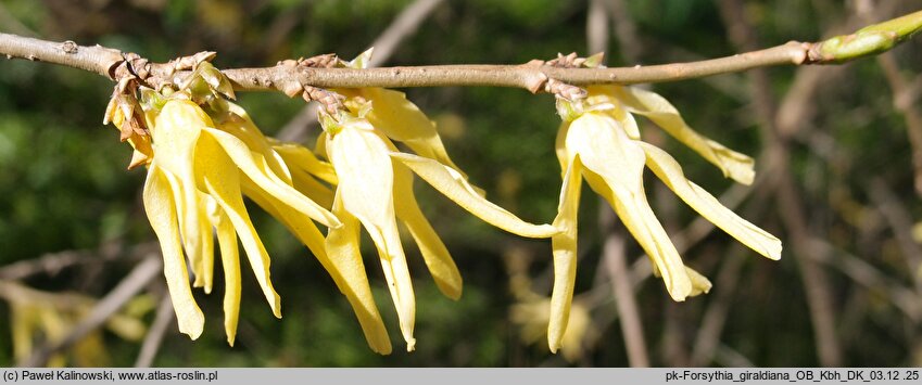 Forsythia giraldiana (forsycja Giralda)