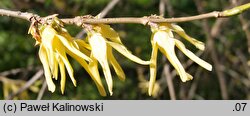 Forsythia giraldiana (forsycja Giralda)