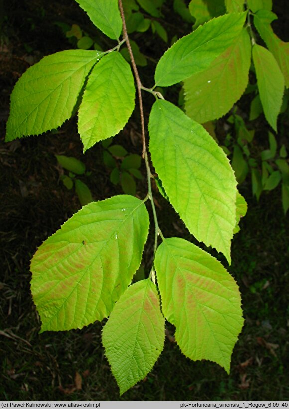 Fortunearia sinensis (forczenaria chińska)