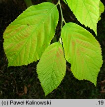 Fortunearia sinensis (forczenaria chińska)