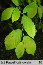 Fortunearia sinensis (forczenaria chińska)