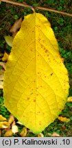 Fortunearia sinensis (forczenaria chińska)