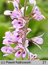 Francoa appendiculata