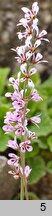 Francoa appendiculata