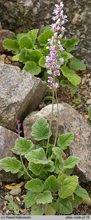 Francoa appendiculata