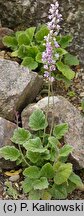 Francoa appendiculata