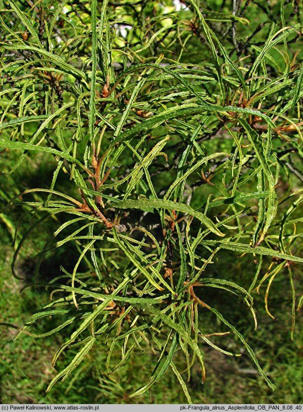 Frangula alnus Aspleniifolia