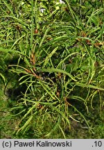 Frangula alnus Aspleniifolia