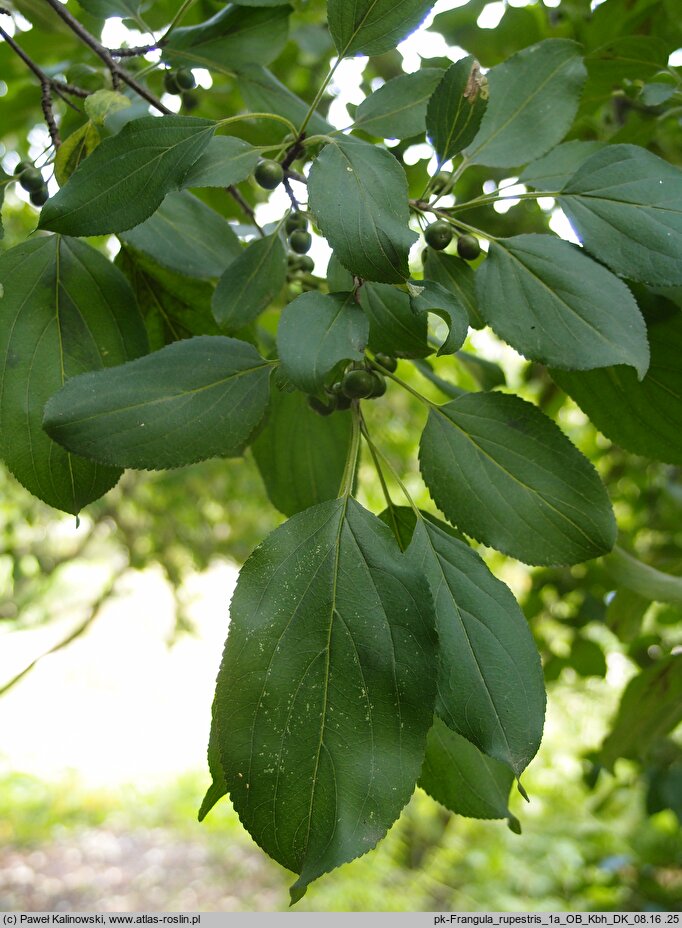 Frangula rupestris