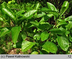 Franklinia alatamaha (franklinia amerykańska)