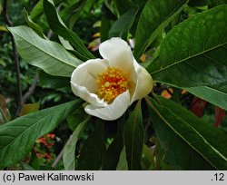 Franklinia alatamaha (franklinia amerykańska)