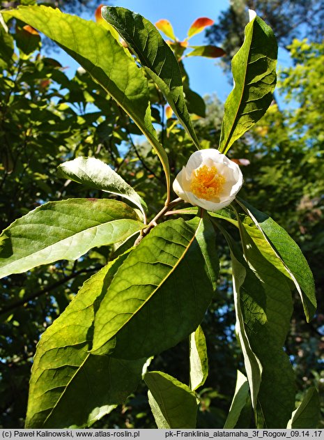 Franklinia alatamaha (franklinia amerykańska)