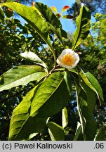 Franklinia alatamaha (franklinia amerykańska)