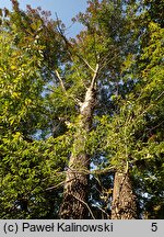 Fraxinus americana (jesion amerykański)