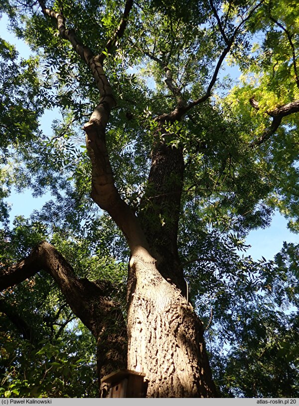 Fraxinus angustifolia ssp. angustifolia (jesion wąskolistkowy typowy)