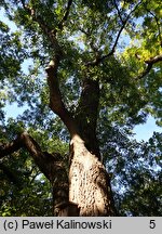 Fraxinus angustifolia ssp. angustifolia (jesion wąskolistkowy typowy)