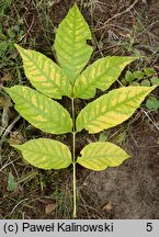 Fraxinus angustifolia ssp. oxycarpa (jesion wąskolistkowy ostroowockowy)