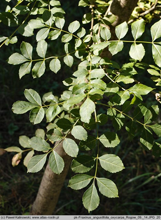 Fraxinus angustifolia ssp. oxycarpa (jesion wąskolistkowy ostroowockowy)