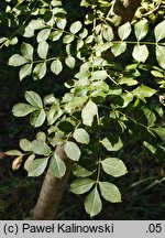 Fraxinus angustifolia ssp. oxycarpa (jesion wąskolistkowy ostroowockowy)