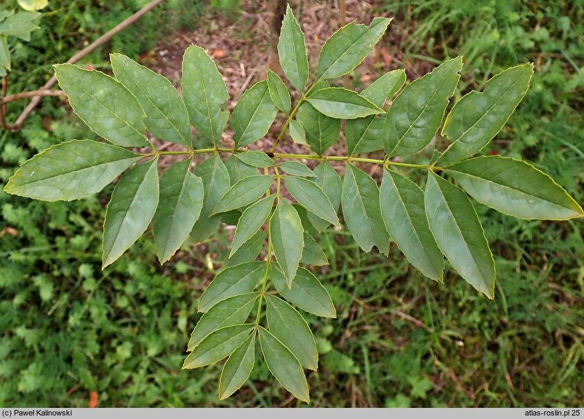 Fraxinus angustifolia ssp. syriaca (jesion syryjski)