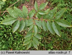 Fraxinus angustifolia ssp. syriaca (jesion syryjski)