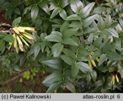 Fraxinus dimorpha